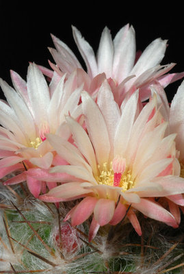 Eriosyce taltalensis var. floccosa 04.JPG