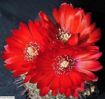 Parodia HT 15 die erste 234.JPG
