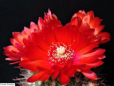 Parodia HT 15 die erste 259.JPG