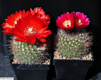 Parodia HT 15 beide zusammen 059.JPG