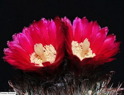 Parodia HT 15 die zweite 005.JPG