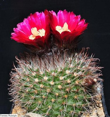 Parodia HT 15 die zweite 003.JPG