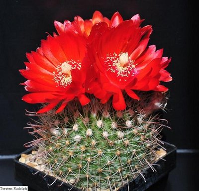 Parodia HT 15 die erste 185.JPG