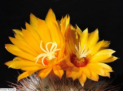 Parodia wagneriana FK 102 (2).JPG