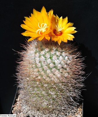 Parodia wagneriana FK 102.JPG