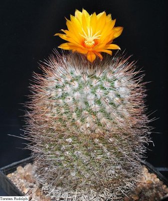 Parodia wagneriana FK 102,.JPG