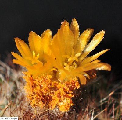 gibbulosa HJ 1179 017.JPG