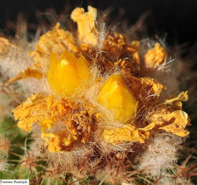 gibbulosa HJ 1179 027.JPG