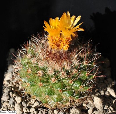 gibbulosa HJ 1179 009.JPG