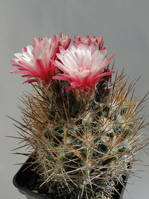 Eriosyce taltalensis v. floccosa 2012 Mai24-1.jpg