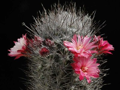 Eriosyce taltalensis v. floccosa exKöhres 2012 Juno07-3.jpg