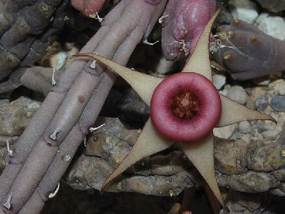 huernia.procumbens.jpg