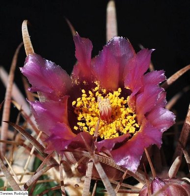 fordii 009.JPG