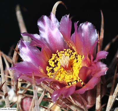 Parodia,Fero 027.JPG