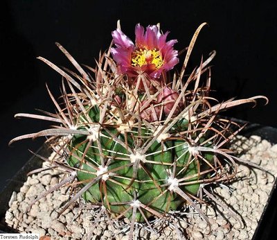 Parodia,Fero 033.JPG