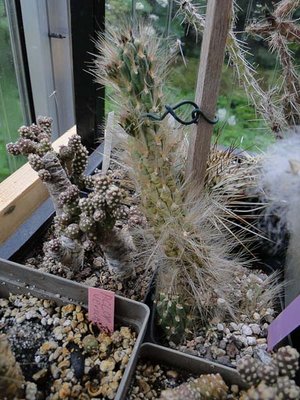 Austrocylindropuntia 2012 Juno24-1.jpg