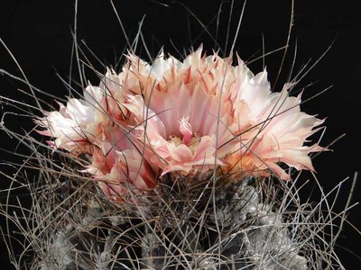 Eriosyce crispa exHH, rosa 2012 Juli05-3.jpg
