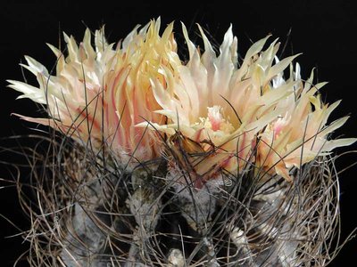 Eriosyce crispa exHH, gelbrosa 2012 Juli05-3.jpg