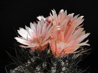 Eriosyce crispa (Np. crispa) 2012 Juli01-5.jpg