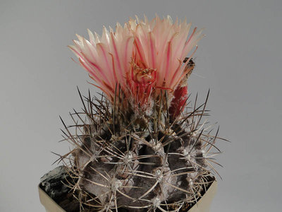 Eriosyce crispa ssp. atroviridis FK65-77 (Np. crispa FK65-77) 2012 Juli01-7.jpg