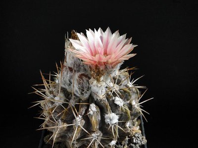 Eriosyce crispa v. huascensis (Np. huascensis) 2012 Juli05-1.jpg