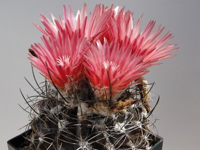 Eriosyce crispa v. totoralensis FK150 2012 Juno11-3.jpg