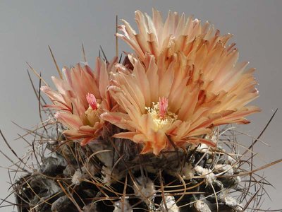 Eriosyce crispa v. carrizalensis exHH 2012 Juno11-4.jpg