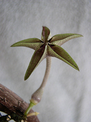 c.cimiciodora.jpg