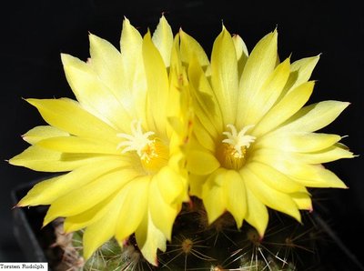 Parodia,Coryphantha 021.JPG