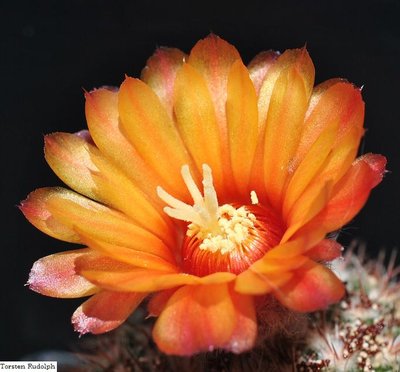 Parodia,Coryphantha 005.JPG