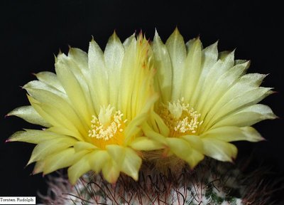 gibbulosa 161.JPG