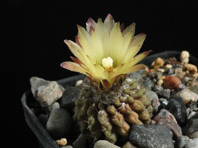 Eriosyce recondita ssp. recondita (vexata exdeH) 2012 Juli13-1.jpg