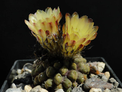 Eriosyce recondita (vexata deH) 2012 Juno23-8.jpg