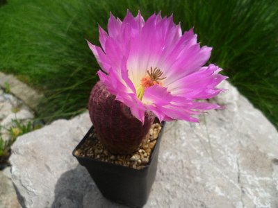 Echinocereus rigidissimus ssp. rubispinus