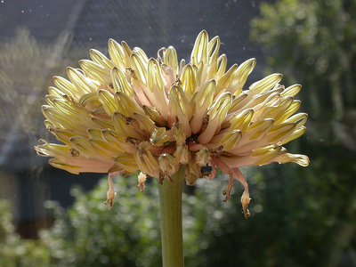 Ceropegia dichotoma ssp. krainzii (La Gomera)