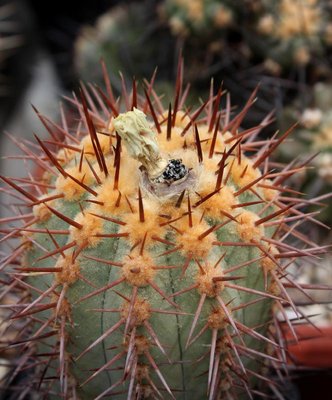 Copiapoa_calderana_4681-a.jpg