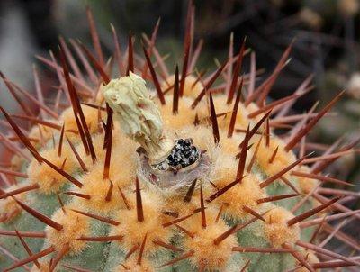 Copiapoa_calderana_4681-b.jpg