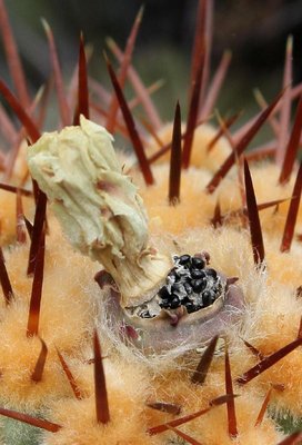 Copiapoa_calderana_4681-c.jpg