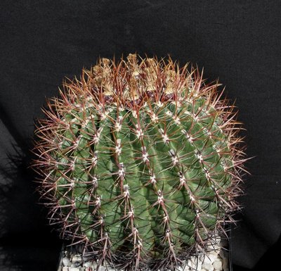 Feroc_viridescens_var_littoralis_4781-a.jpg