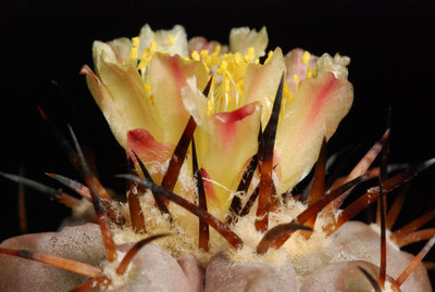 Copiapoa cinerea 03.JPG