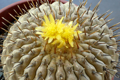 Copiapoa cinerea