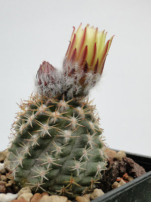 Eriosyce recondita ssp. iquiquensis FR712 (Py. saxifragus) 2012 Juli07-3.jpg