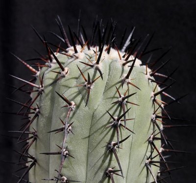 Copiapoa_cinerea_KK 77_Taltal_4930-a.jpg