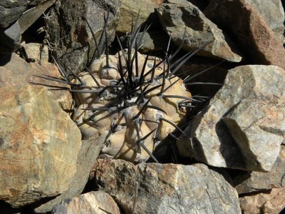 Copiapoa cinerea - jv., südöstl.  Taltal