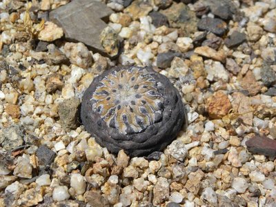 DSCN8981.JPG (114.45 KiB) 22511 mal betrachtet Copiapoa cinerea columna-alba jv. - Pan de Azucar