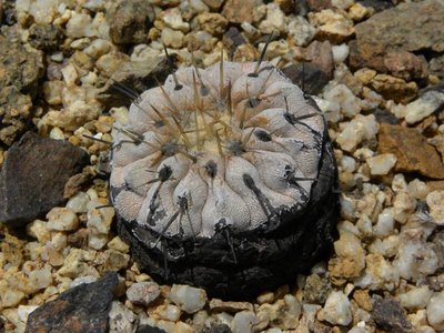 DSCN8982.JPG (102.56 KiB) 22511 mal betrachtet Copiapoa cinerea columna-alba jv. - Pan de Azucar
