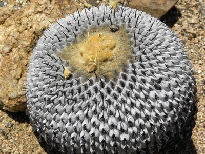 Copiapoa cinerea columna-alba - Pan de Azucar