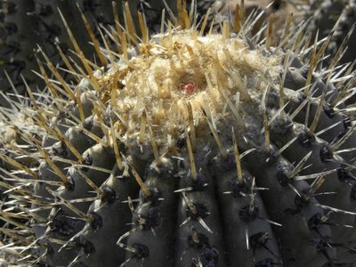 DSCN9271.JPG (98.19 KiB) 22511 mal betrachtet Copiapoa cinerea albispina - nördlich Taltal
