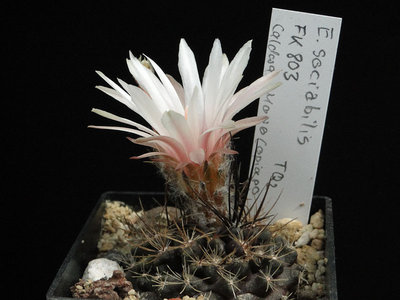 Eriosyce sociabilis FK803 2012 Juli22.jpg