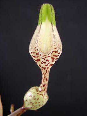 c.albisepta.succulenta2.jpg